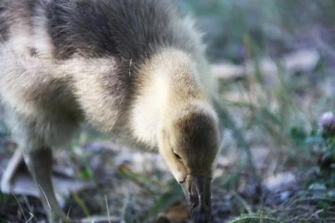 Gosling Stock Photos