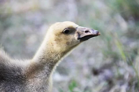 Gosling Stock Photos