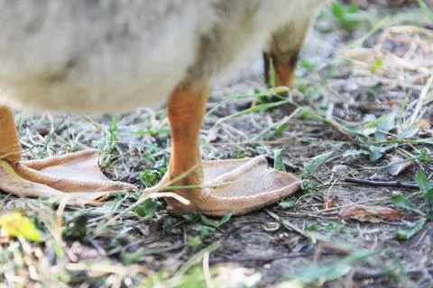 Gosling Stock Photos