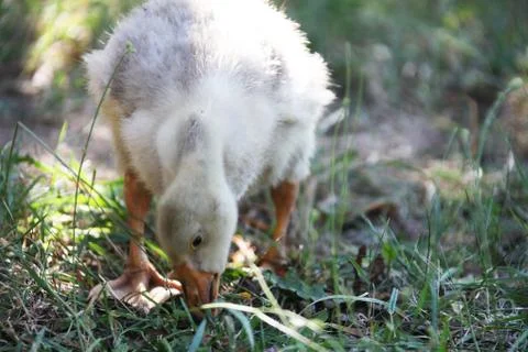 Gosling Stock Photos