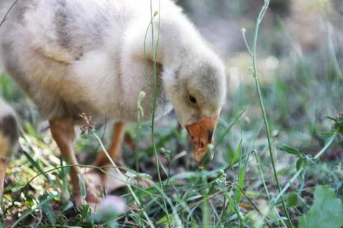 Gosling Stock Photos