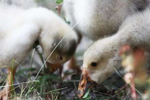 Gosling Stock Photos