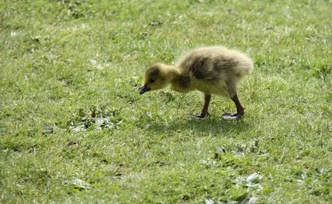 Gosling. Stock Photos