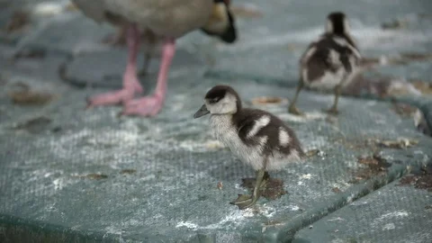 Gosling Shaking Head 2 Vídeo Stock 75451648