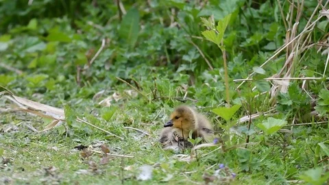 A gosling is sitting and doing grooming on the ground. Stock Footage 107465448
