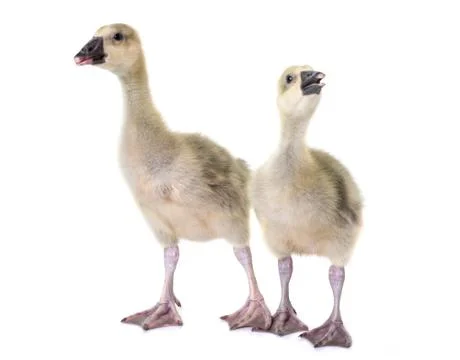 Gosling in studio Stock Photos