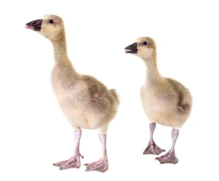 Gosling in studio Stock-Fotos