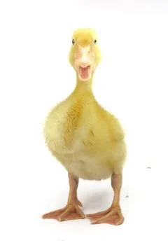 Gosling on white background Stock Photos