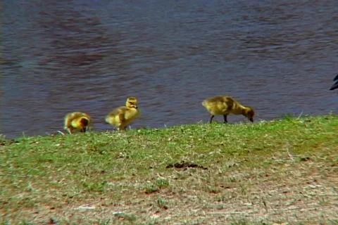 Goslings 01 Video stock 110125