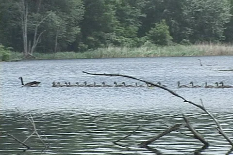 Goslings 10 Video stock 127730