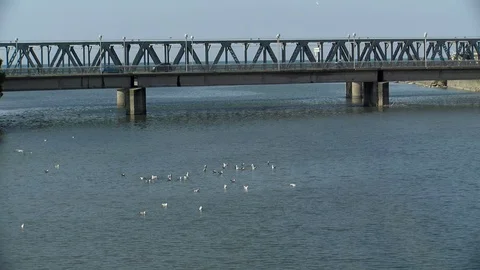 Goslings and ducks under a bridge Stock Footage 76768168