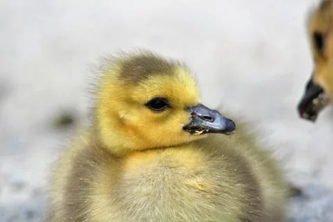 A Gosling's Closeup Stock Photos