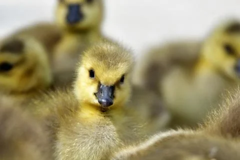 A Gosling's Closeup Stock Photos