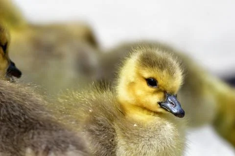 A Gosling's Closeup Stock Photos