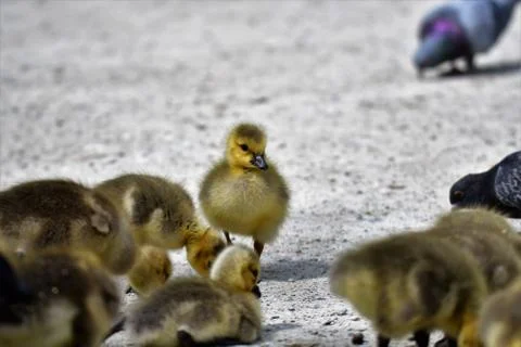 A Gosling's Closeup Stock Photos