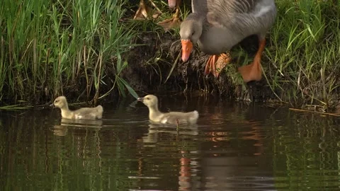 Goslings descend into the river. Stock Footage 120938171