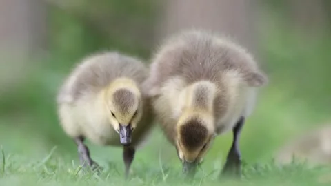 Goslings eating Stock Footage 241965515