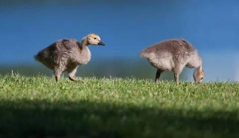 Goslings eating Foto stock