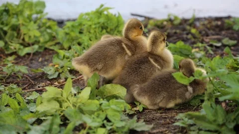 Goslings Stock Footage 90537854