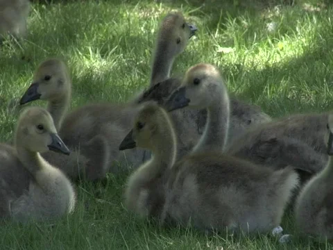 Goslings on the Grass Stock Footage 356554