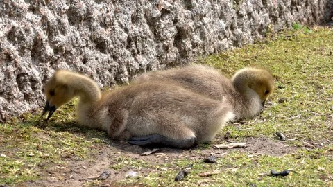Goslings on the grass Stock Footage 108248188
