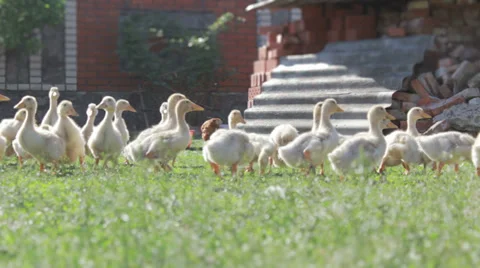 Goslings grazing in the sun Stock Footage 30478008