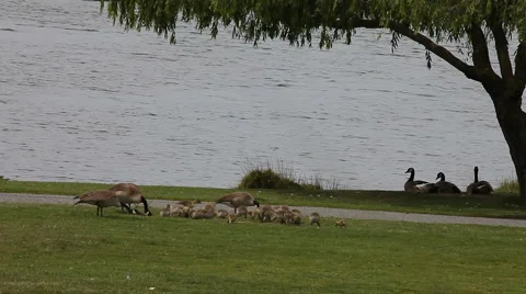 Goslings at the park Stock Footage 5333056