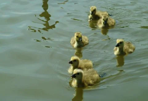 Goslings Stock Photos