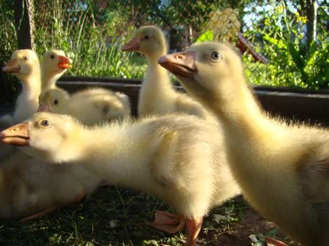 Goslings Foto stock