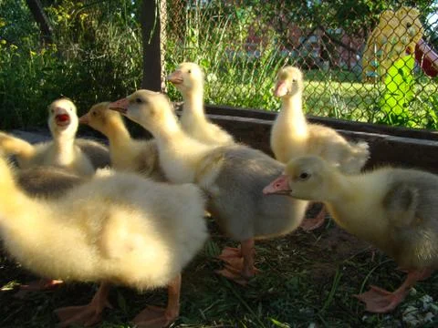 Goslings Foto stock