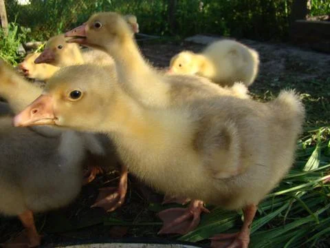 Goslings Stock Photos