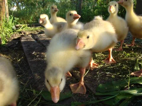 Goslings Stock Photos