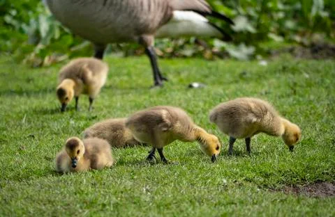 Goslings Stock Photos