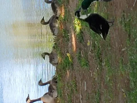 Goslings Stock Photos