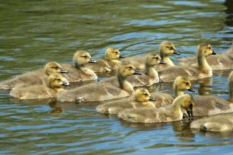 Goslings in a pond Foto stock