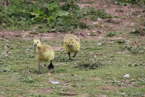 Goslings on the run Stock Photos