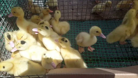The goslings running around the cage Stock Footage 77206180