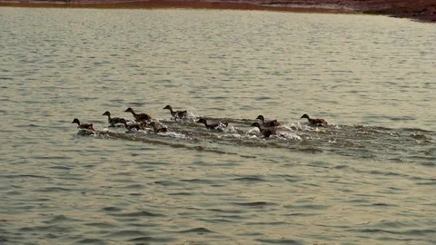 Goslings running on water Stock Footage 278980426