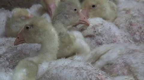 Goslings sitting and resting Stock-Footage 45987178