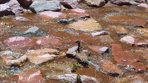 Goslings in Stream Part 1 스톡 동영상 88642173