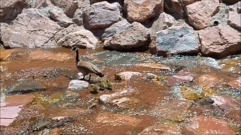 Goslings in Stream Part 2 스톡 동영상 88642093