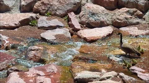 Goslings in Stream Part 3 스톡 동영상 88642209