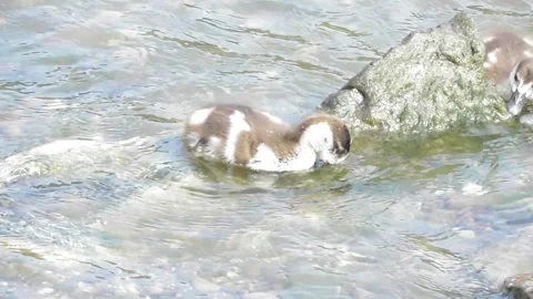 Goslings in the water Stock Footage 344886509