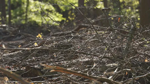 Gossamer threads catch the sun in beech woods in Hampshire, England, early May Stock Footage 38331641