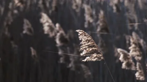 Gossamer threads floating in the air highlighted by the afternoon sunshine Video stock 234427959