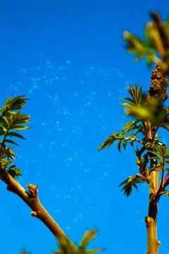 Gossamer on tree branches with down Stock Photos