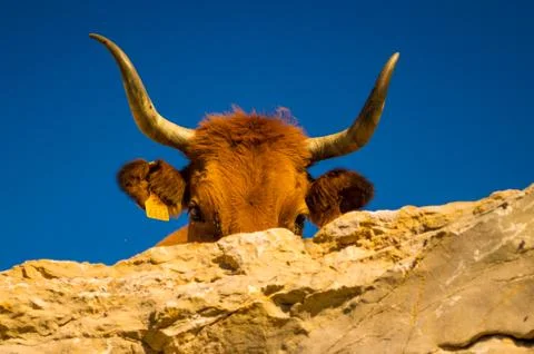 A gossip cow Stock Photos