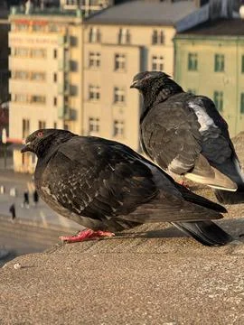 Gossip on the Ledge: Rooftop Whispers. Two city pigeons gossiping on the ro.. Stock Photos
