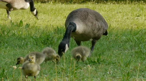 Gosslings feeding in the grass 스톡 동영상 5504253