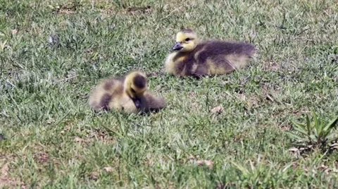 Gosslings in the grass Stock Footage 44346569